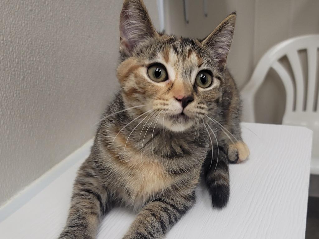 Enlarge Blakely, a Adoptable mixed breed in Raleigh, NC image 1/1