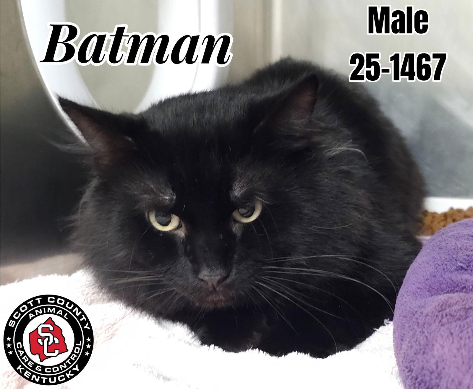 Enlarge Batman, a Adopted Domestic Long Hair in Georgetown, KY image 1/1