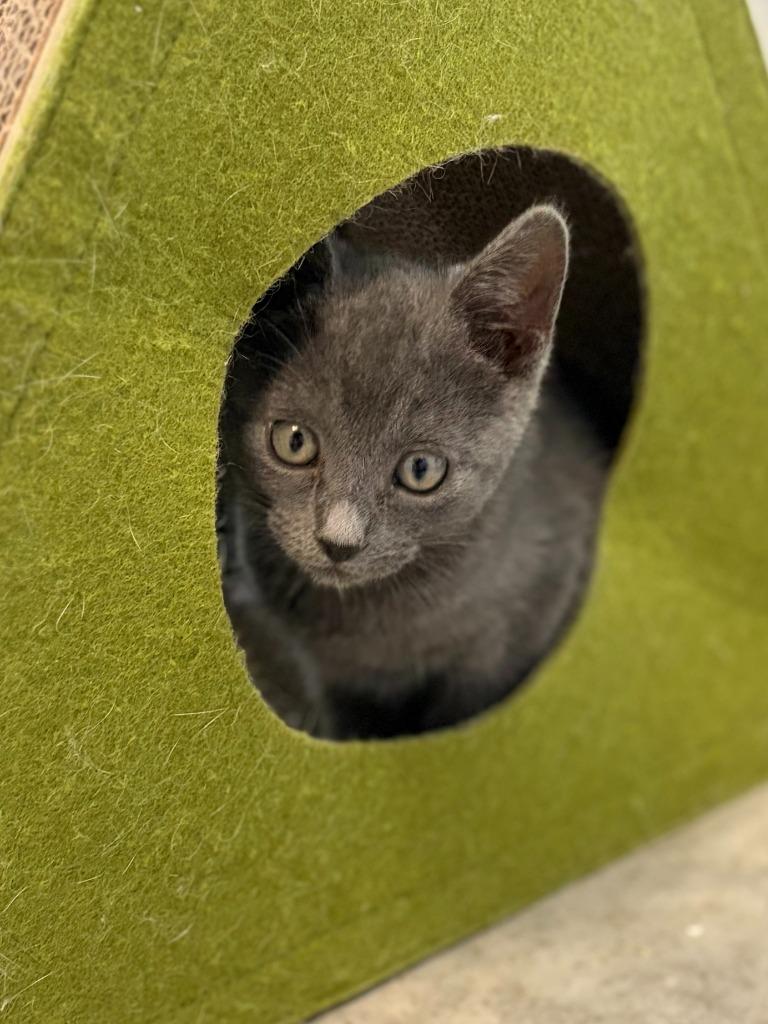 Remi, Adoptable, Kitten Female Domestic Short Hair.