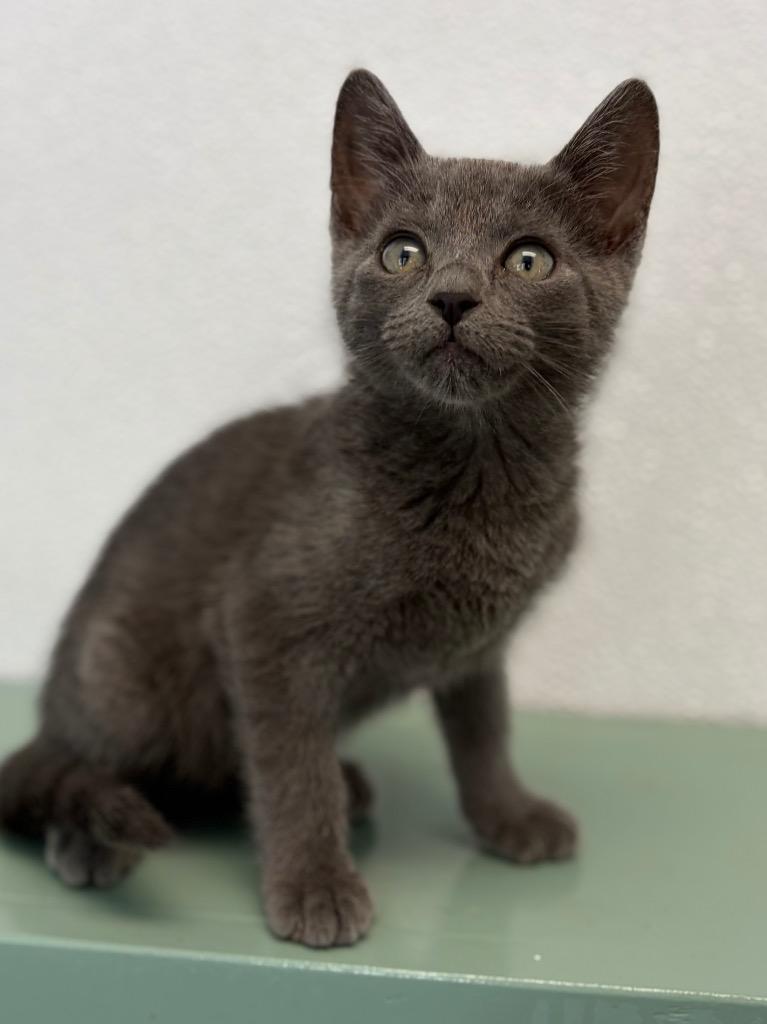 Enlarge Remi, a Adoptable mixed breed in Lockhart, TX image 3/3