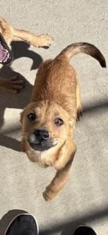 Enlarge Pixie, an adopted mixed breed in Steamboat Springs, CO image 2/3