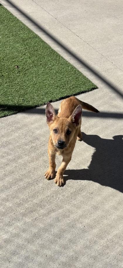 Enlarge Pixie, an adopted mixed breed in Steamboat Springs, CO image 3/3