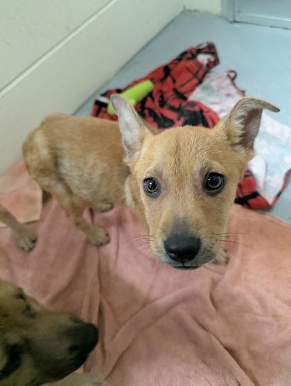 Pixie, adopted, Puppy Female Shepherd.