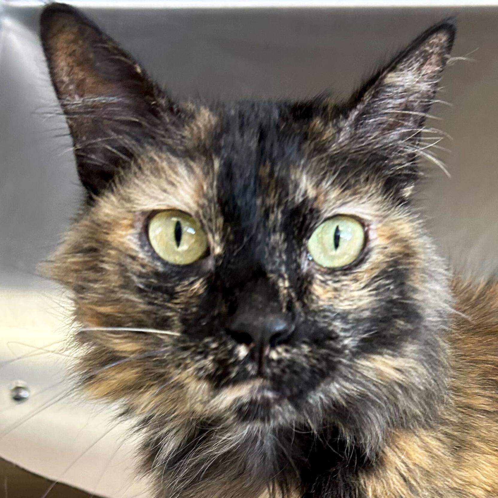 Coco, ADOPTABLE, Adult Female Domestic Medium Hair.