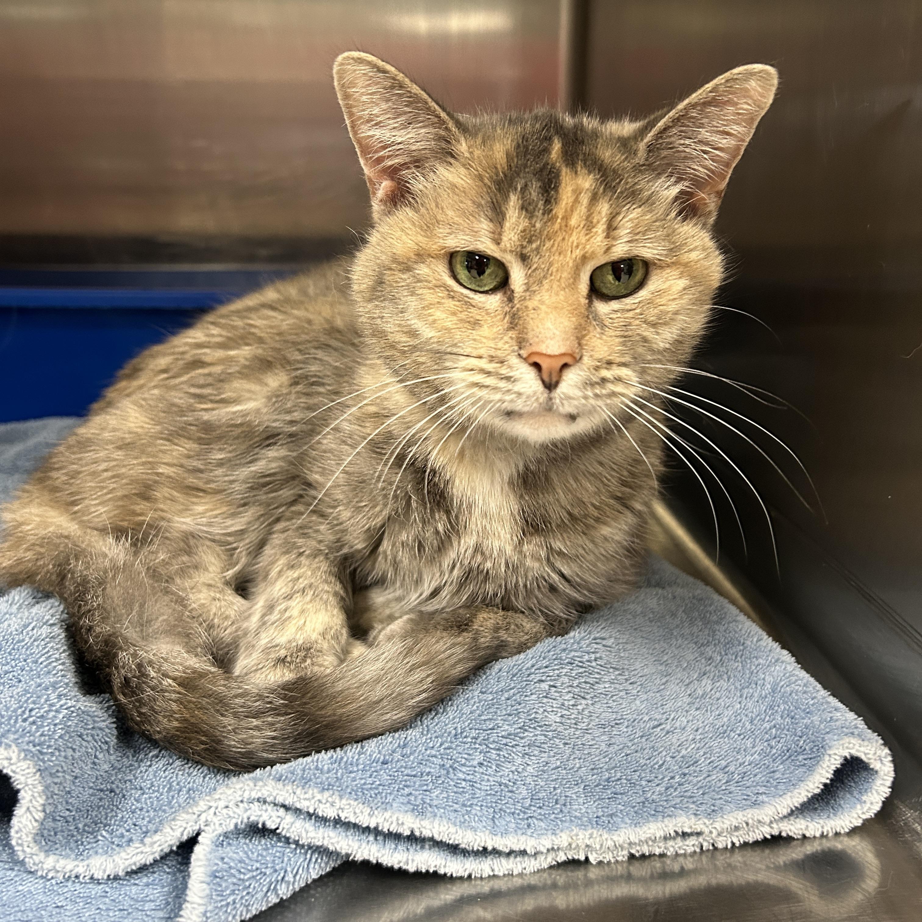 Enlarge Velvet, a ADOPTABLE Dilute Tortoiseshell in La Grange Park, IL image 3/4