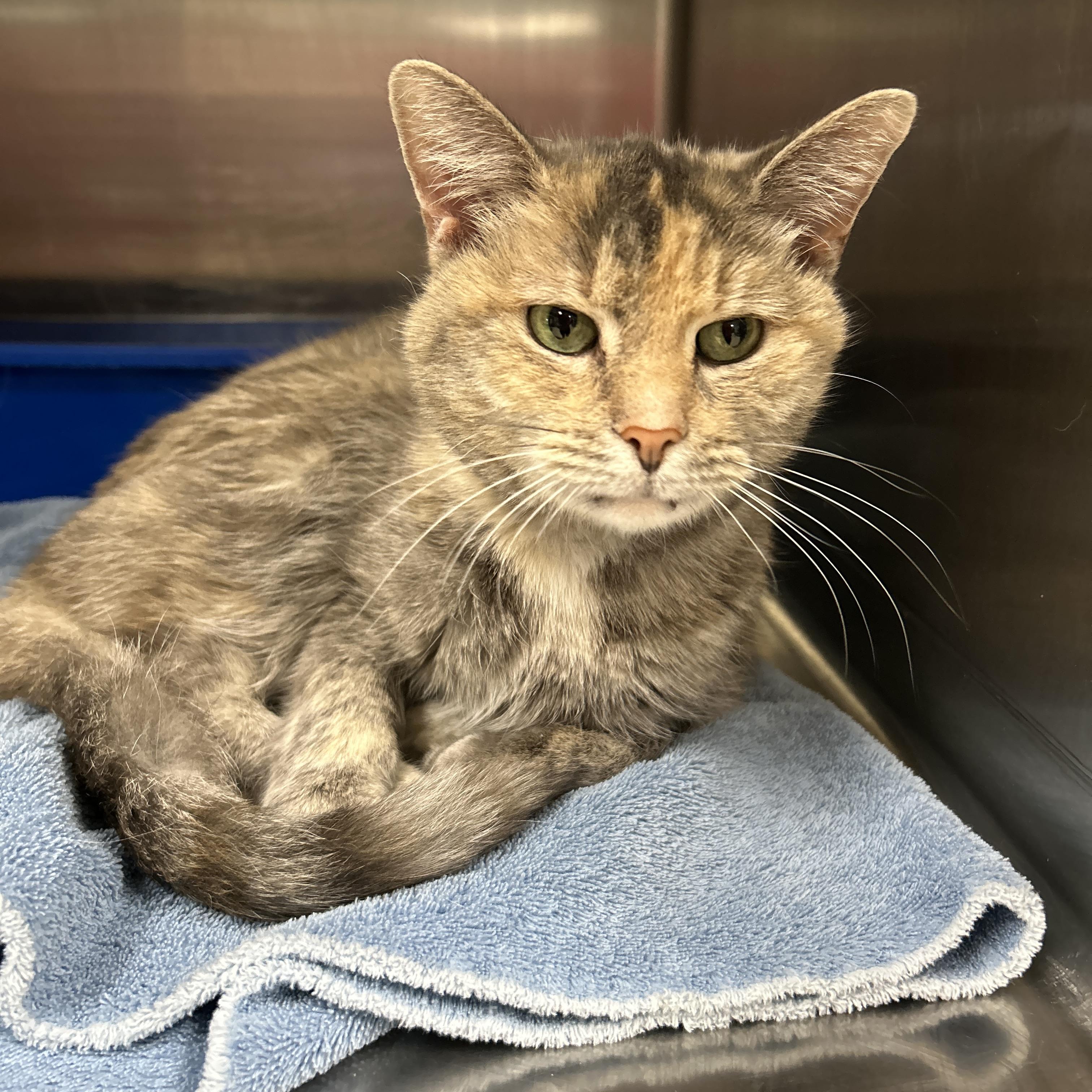 Enlarge Velvet, a ADOPTABLE Dilute Tortoiseshell in La Grange Park, IL image 4/4