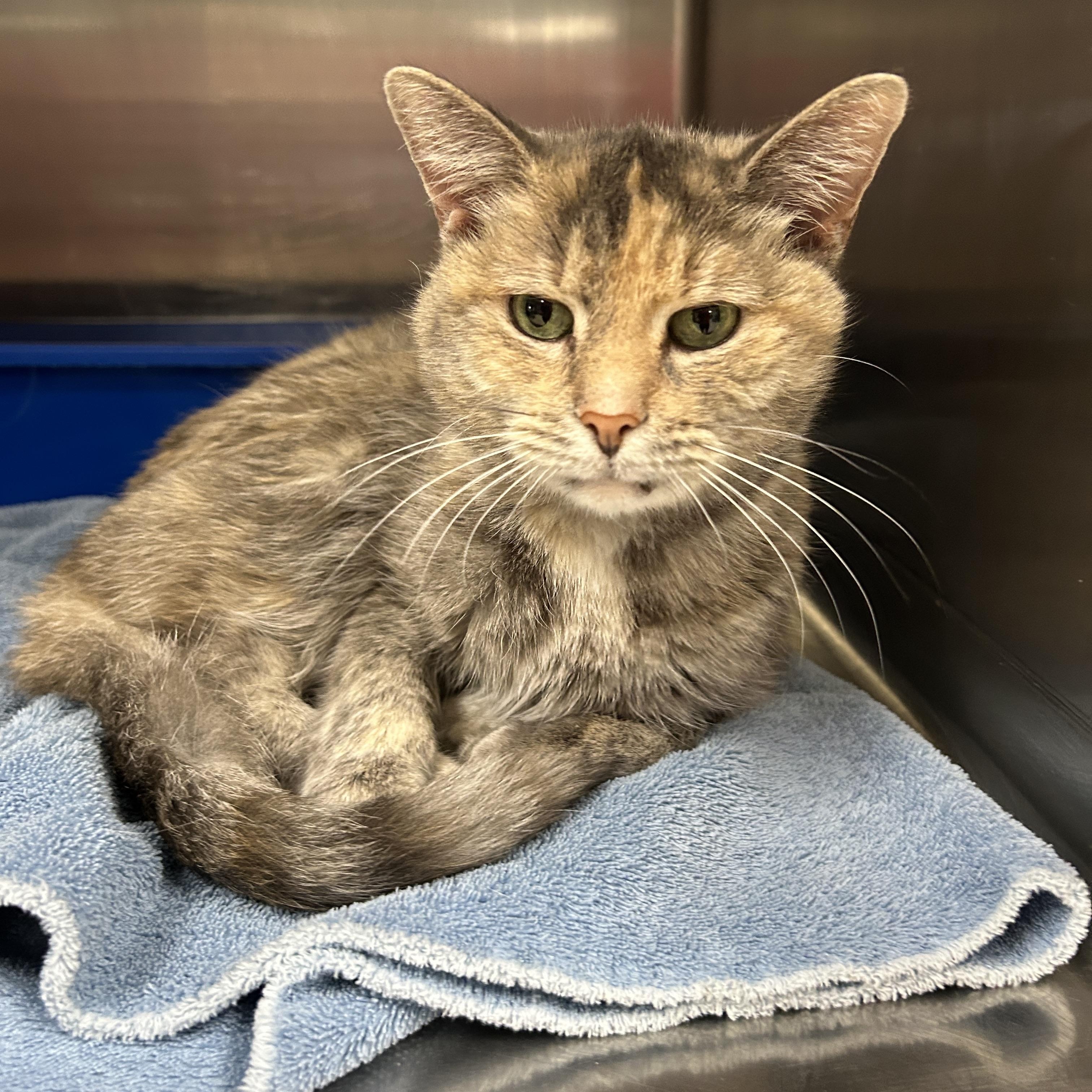 Enlarge Velvet, a ADOPTABLE Dilute Tortoiseshell in La Grange Park, IL image 1/4
