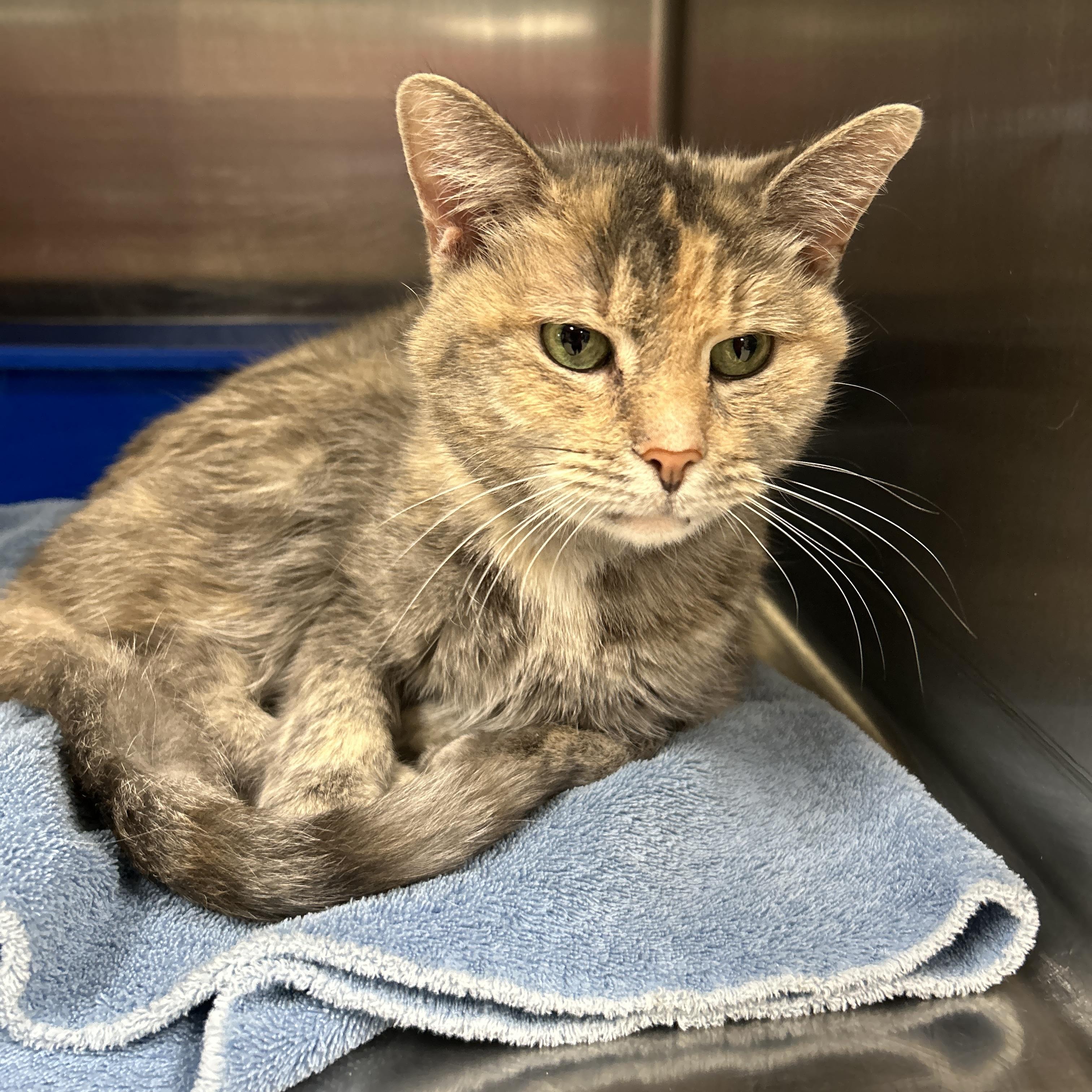 Enlarge Velvet, a ADOPTABLE Dilute Tortoiseshell in La Grange Park, IL image 2/4