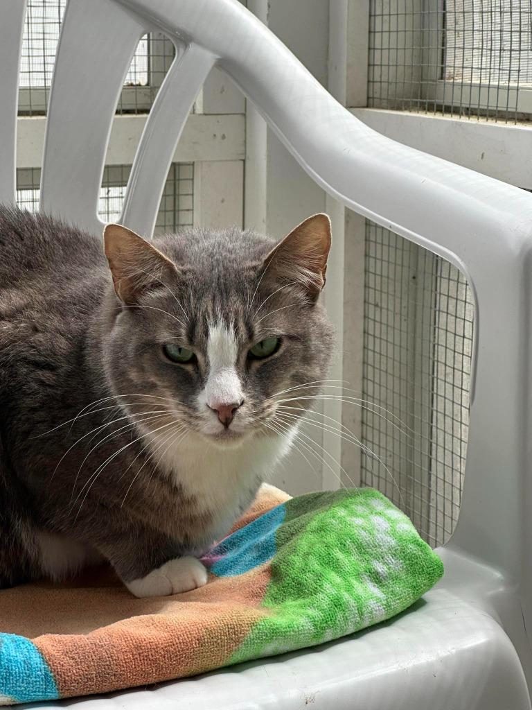 ODIN, Adoptable, Adult Male Domestic Short Hair.