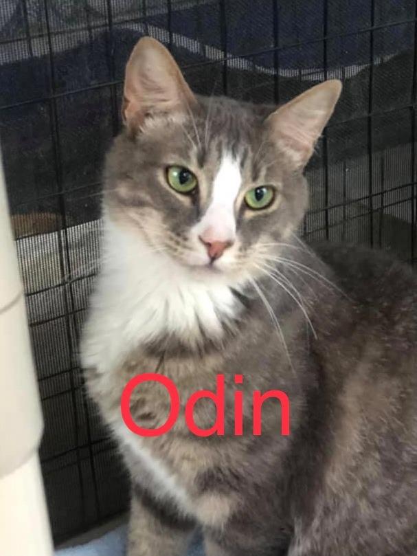 ODIN, a Adoptable mixed breed in New Bern, NC image 2/4