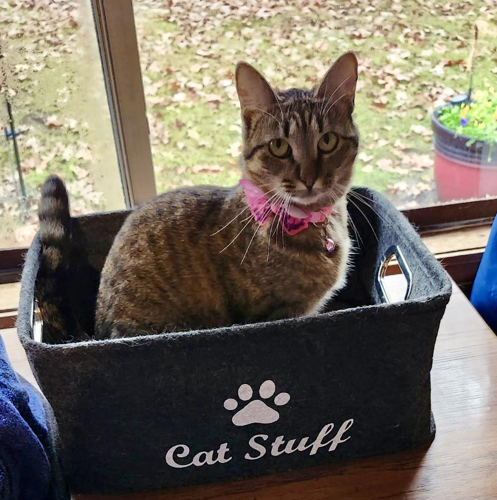 Enlarge CeCe, an adoptable Tabby in Cumberland, RI image 3/4