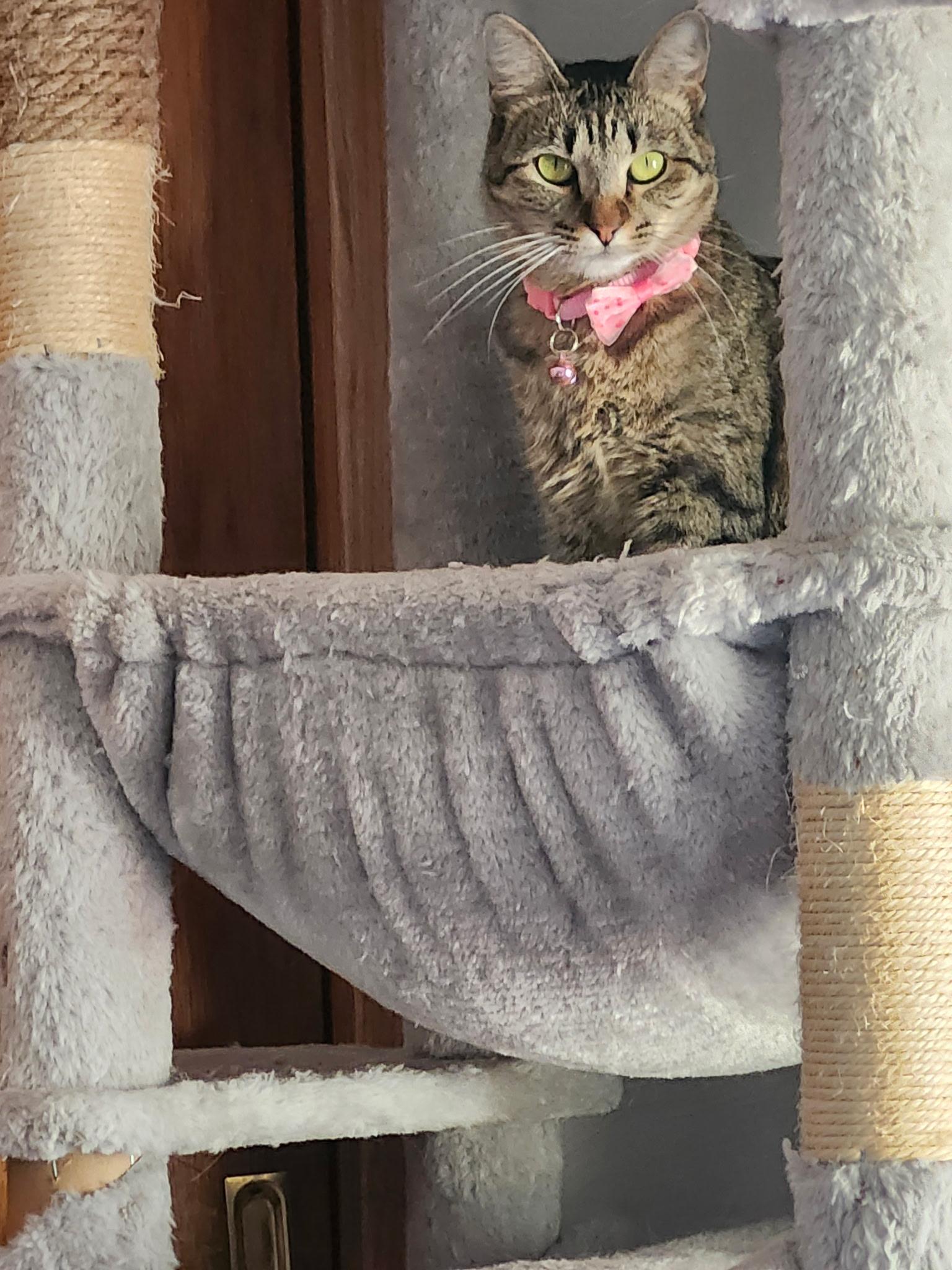 Enlarge CeCe **My Adoption Fee is Sponsored!**, an adoptable Tabby in Waltham, MA image 2/6