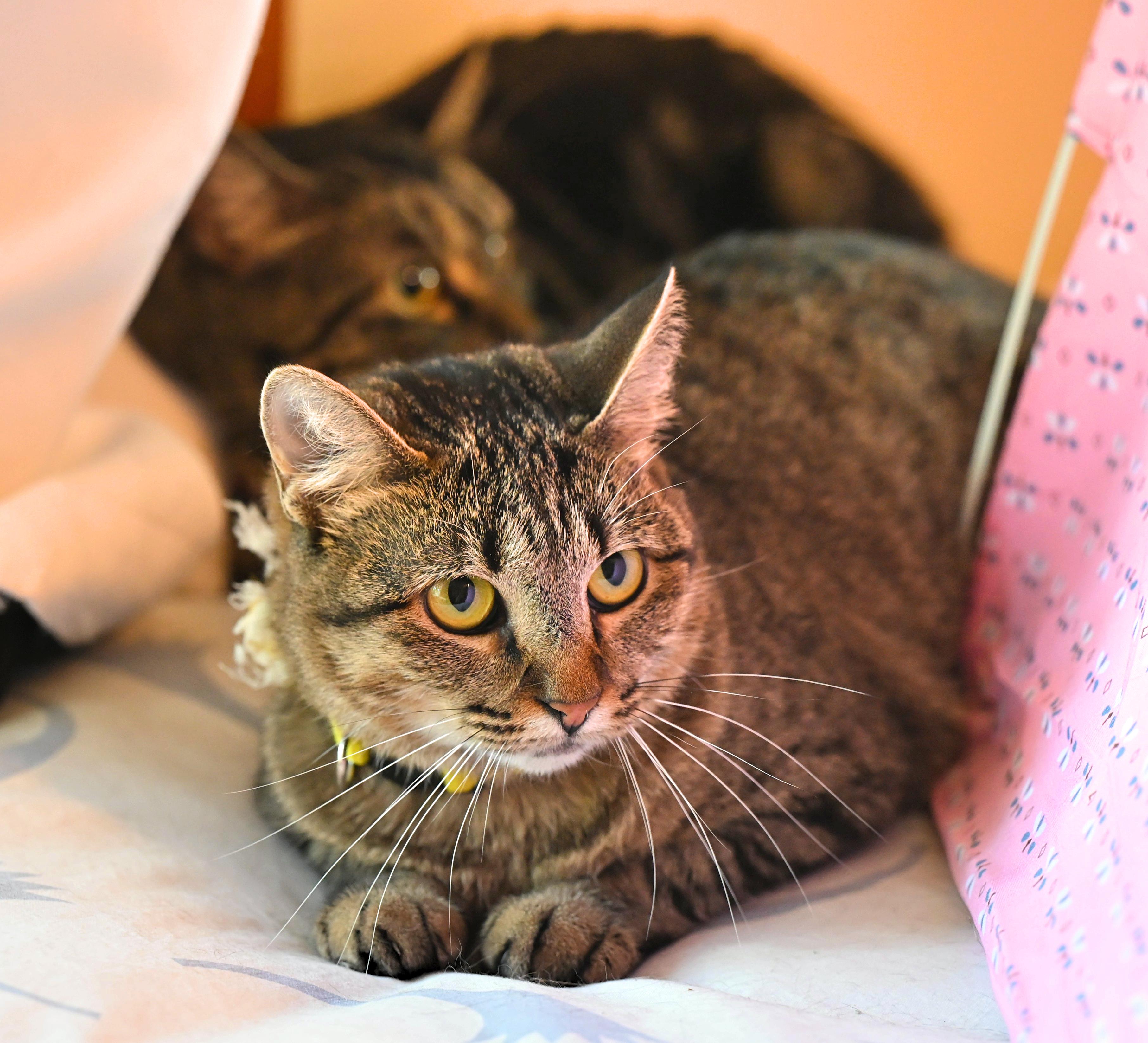 Enlarge CeCe, an adoptable Tabby in Cumberland, RI image 1/4