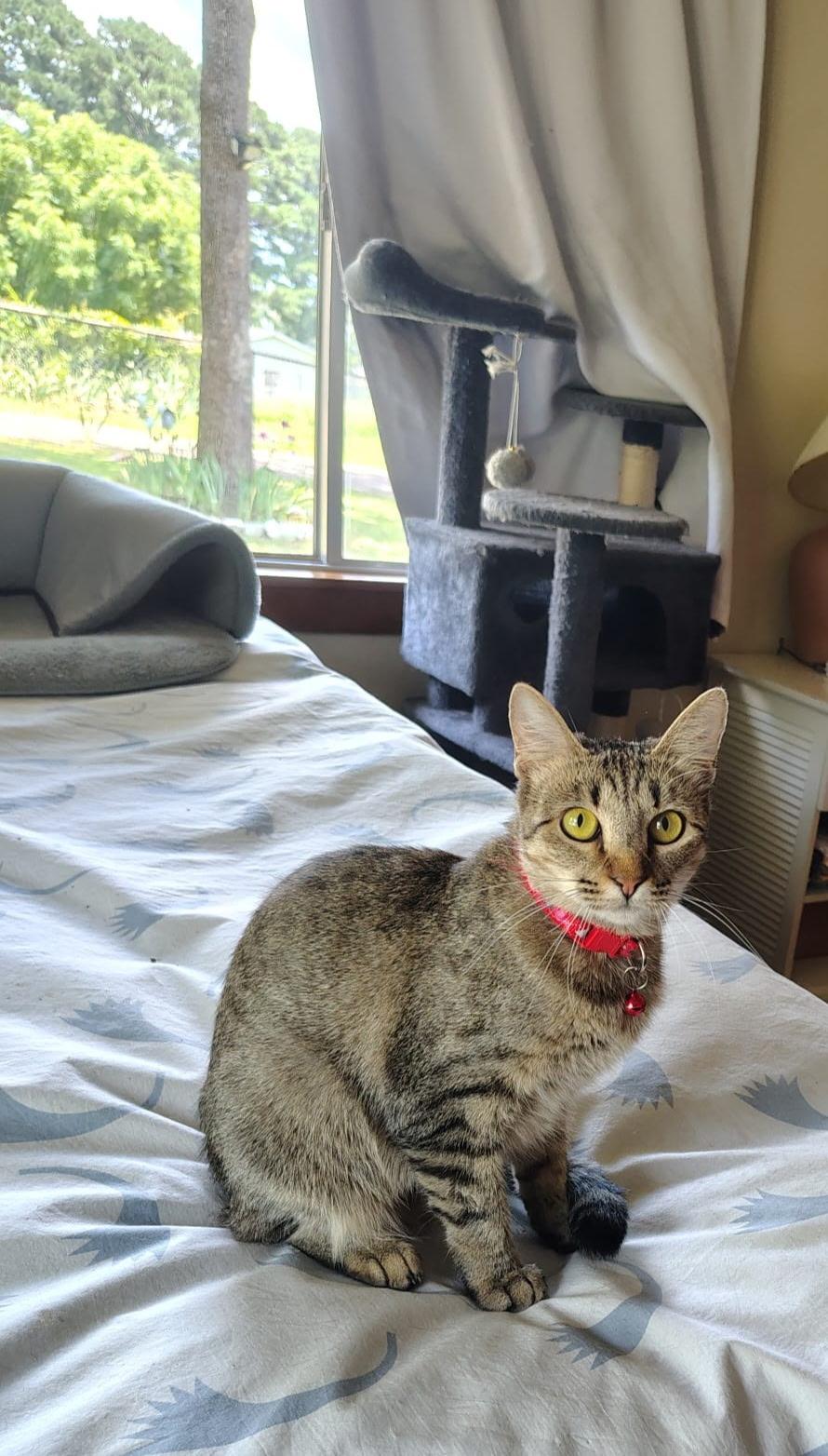 Enlarge CeCe, an adoptable Tabby in Cumberland, RI image 2/4