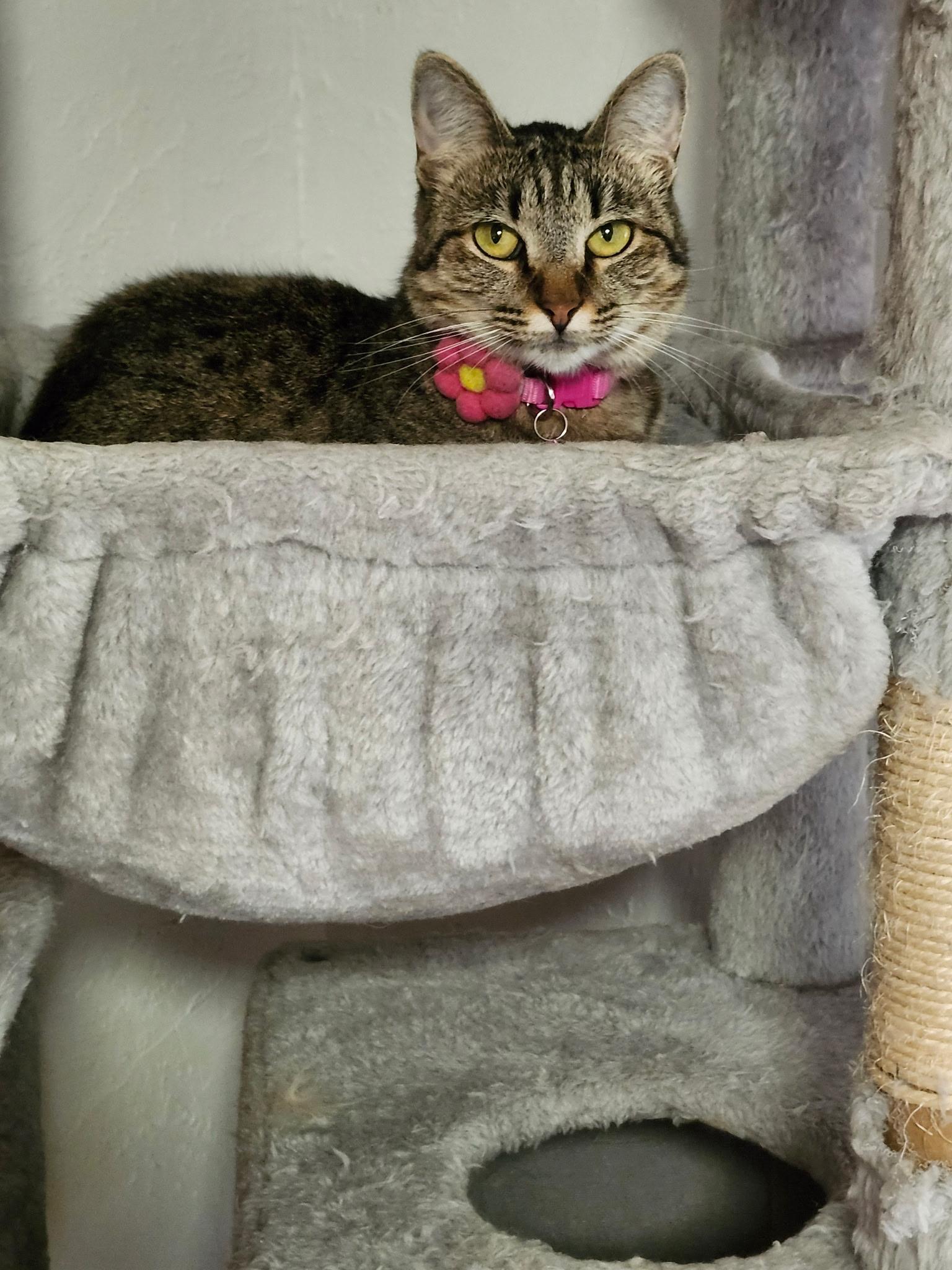 Enlarge CeCe **My Adoption Fee is Sponsored!**, an adoptable Tabby in Waltham, MA image 1/6