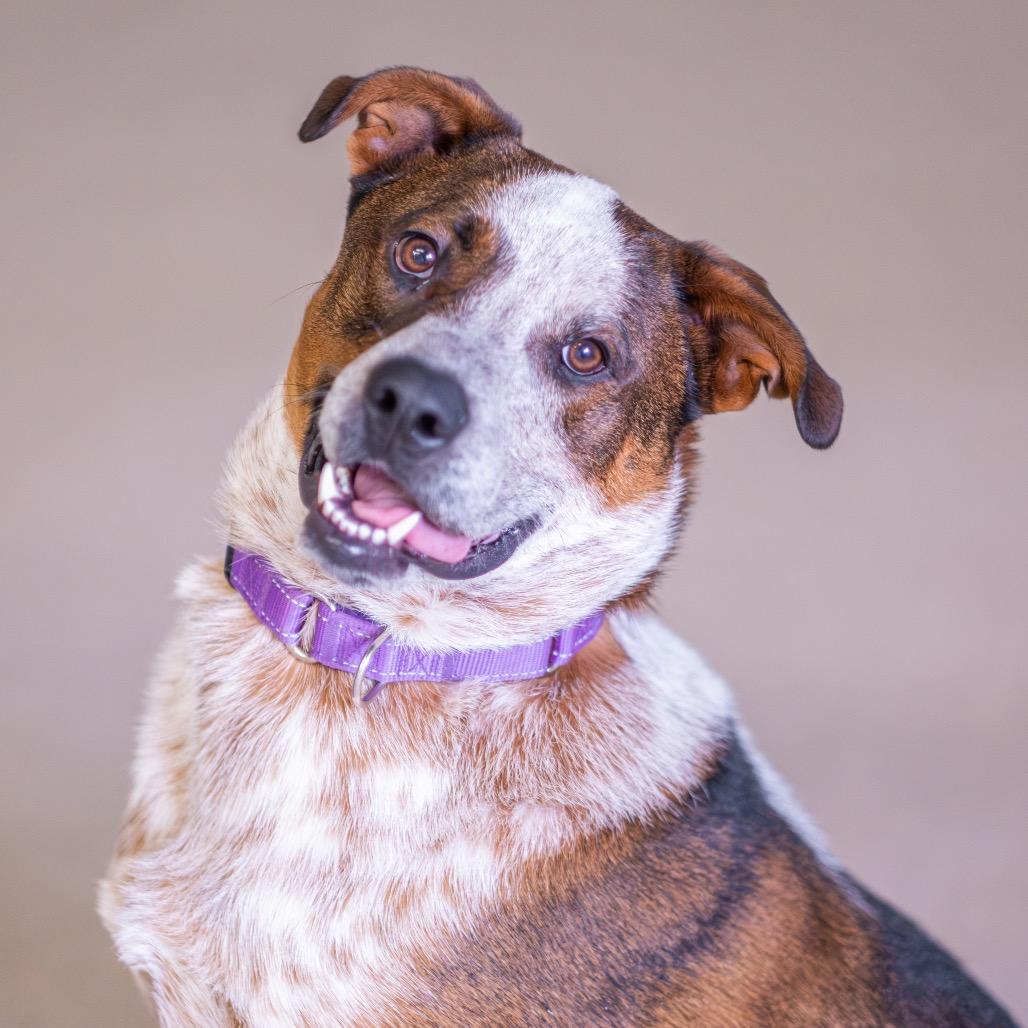 Enlarge Wess, a Adoptable mixed breed in Albuquerque, NM image 1/4