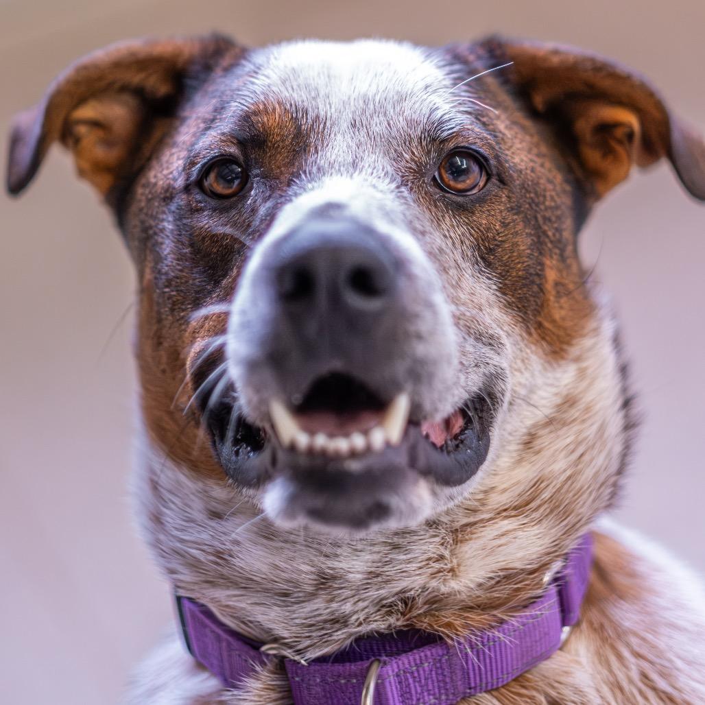 Enlarge Wess, a Adoptable mixed breed in Albuquerque, NM image 2/4