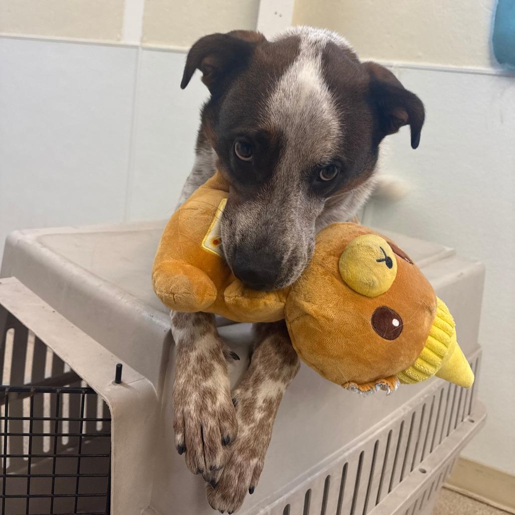 Wess, a Adoptable mixed breed in Albuquerque, NM image 3/6