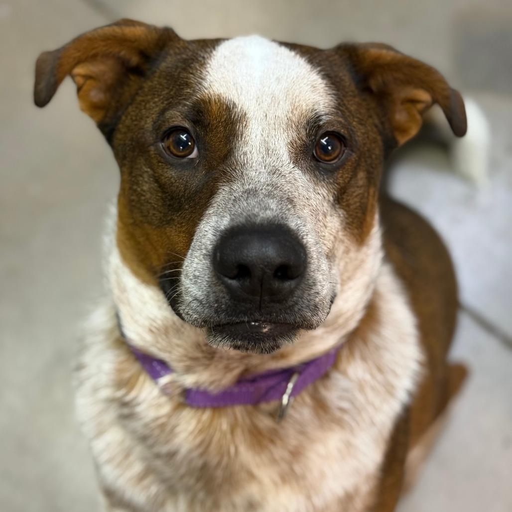 Enlarge Wess, a Adoptable mixed breed in Albuquerque, NM image 3/4