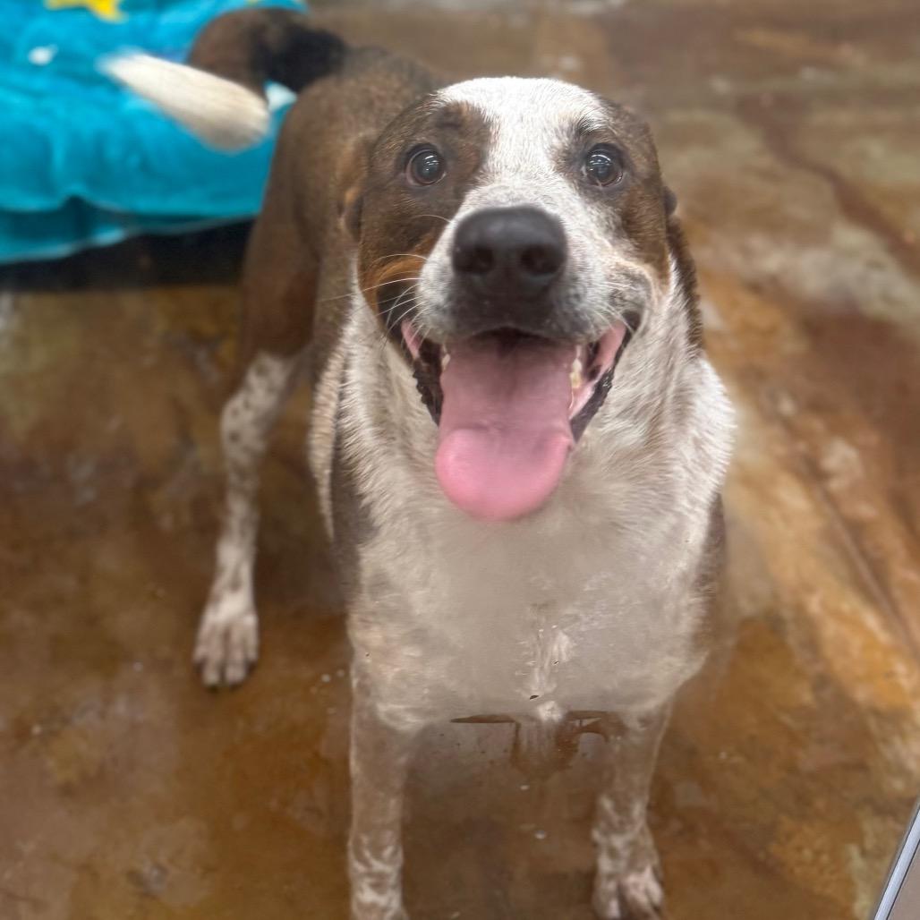 Enlarge Wess, a Adoptable mixed breed in Albuquerque, NM image 4/4