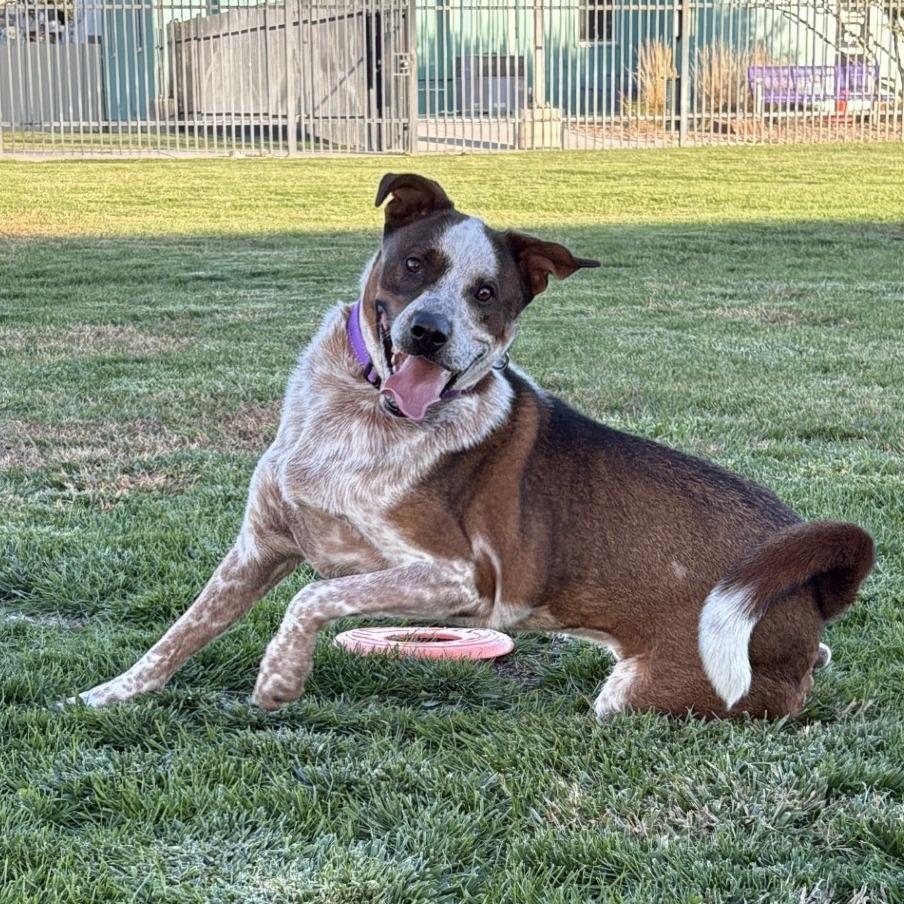 Enlarge Wess, a Adoptable mixed breed in Albuquerque, NM image 4/4