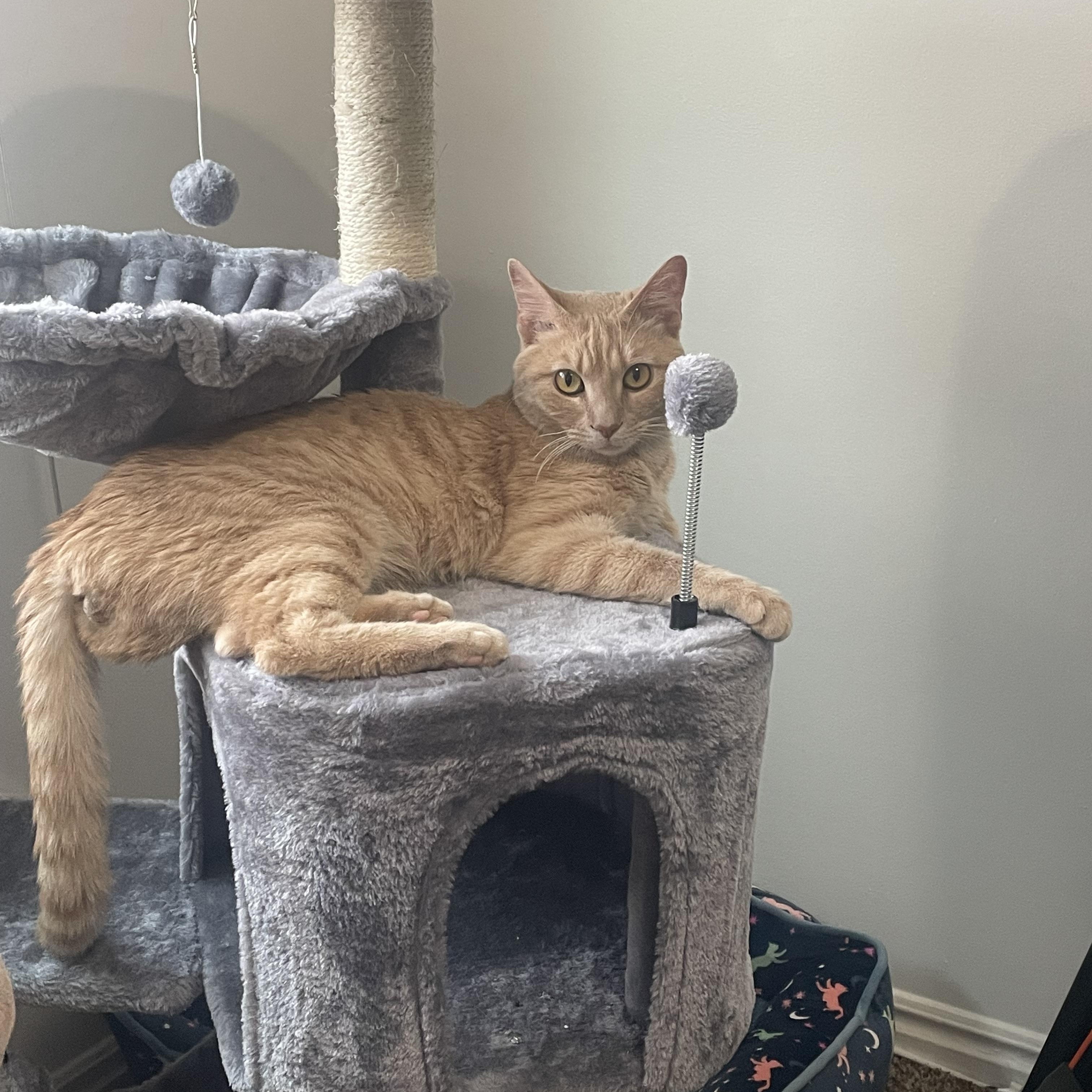 Clementine, a Adoptable mixed breed in Midvale, UT image 4/6