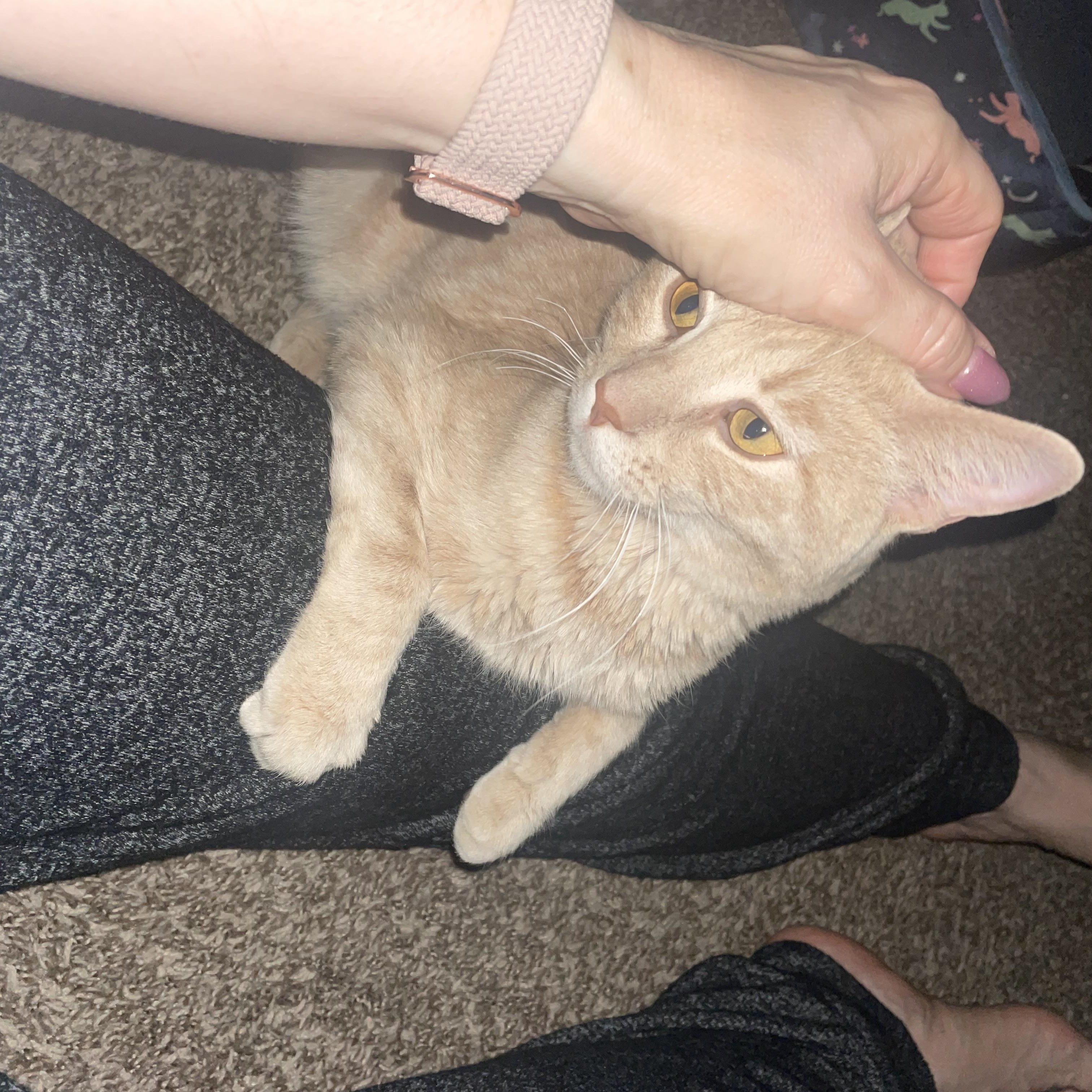 Clementine, a Adoptable mixed breed in Midvale, UT image 1/6