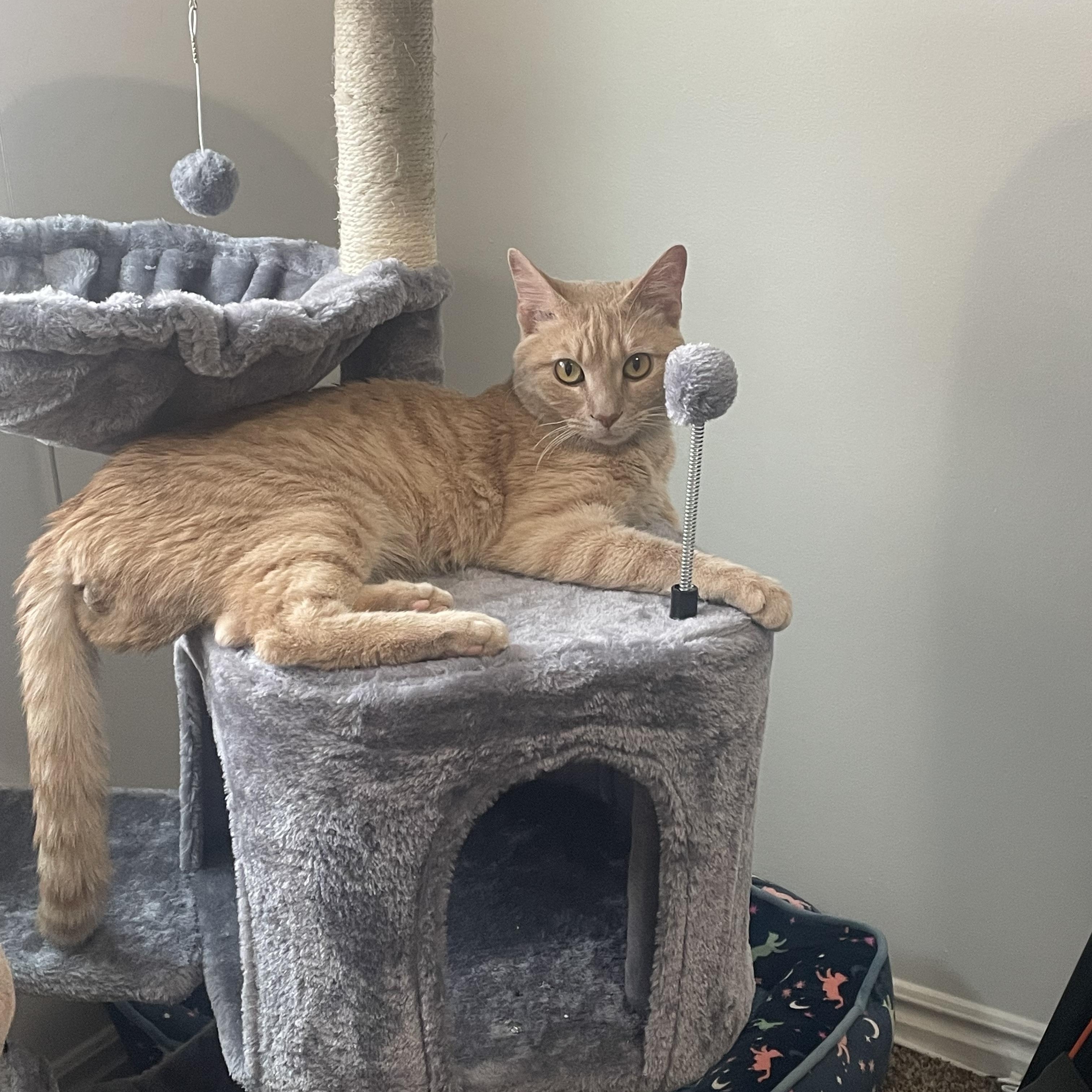 Clementine, Adoptable, Young Male Domestic Short Hair & Tabby.