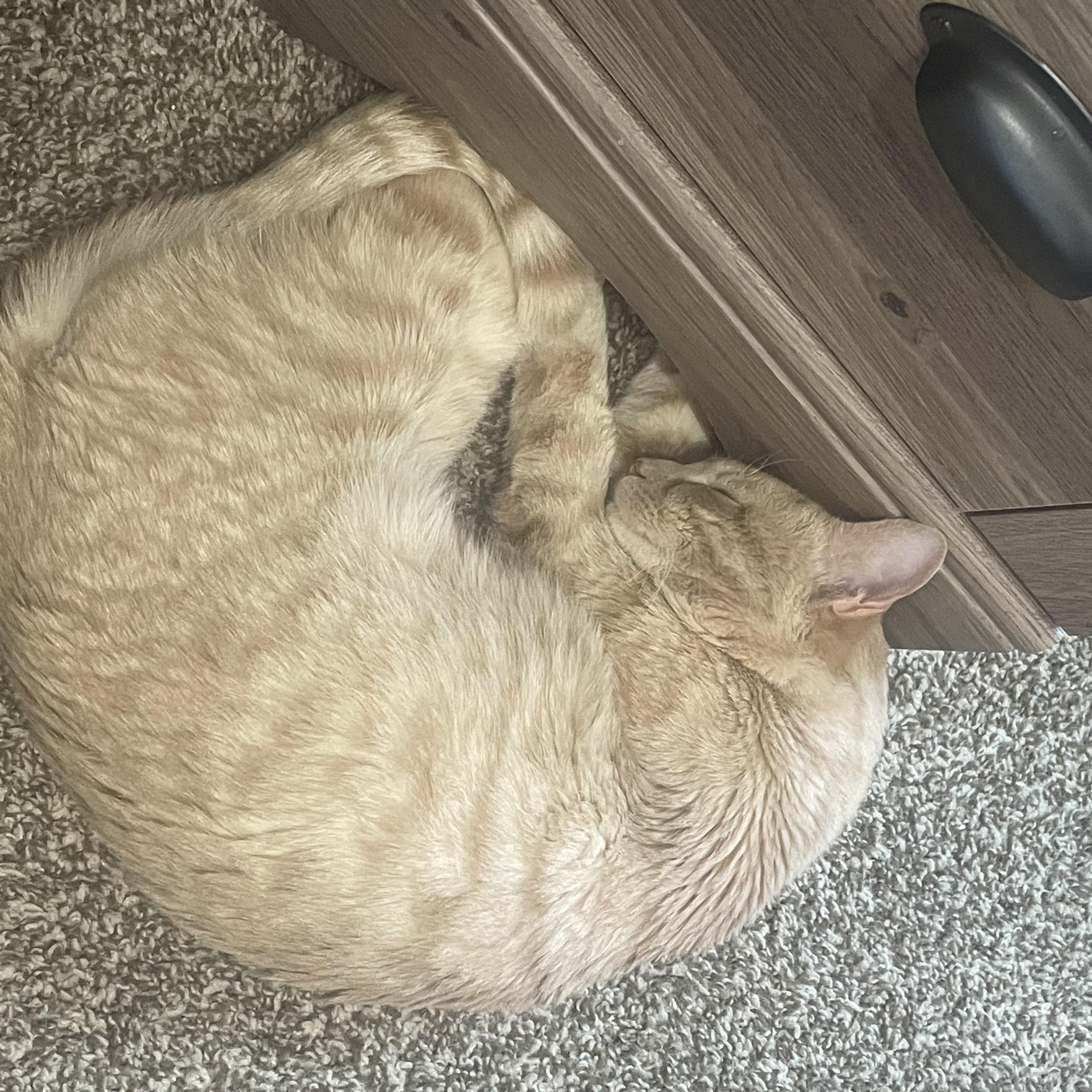 Clementine, a Adoptable mixed breed in Midvale, UT image 5/6