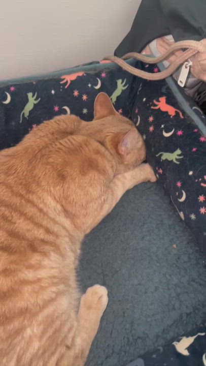 Enlarge Clementine, a Adoptable mixed breed in Midvale, UT video 2/6