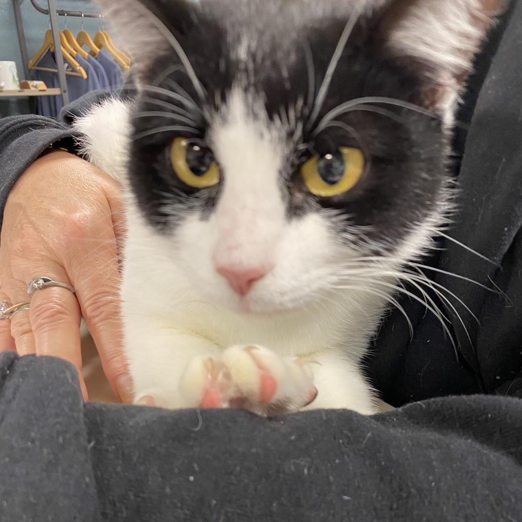 Enlarge Chloe, a Adoptable Domestic Short Hair in Cody, WY image 3/3