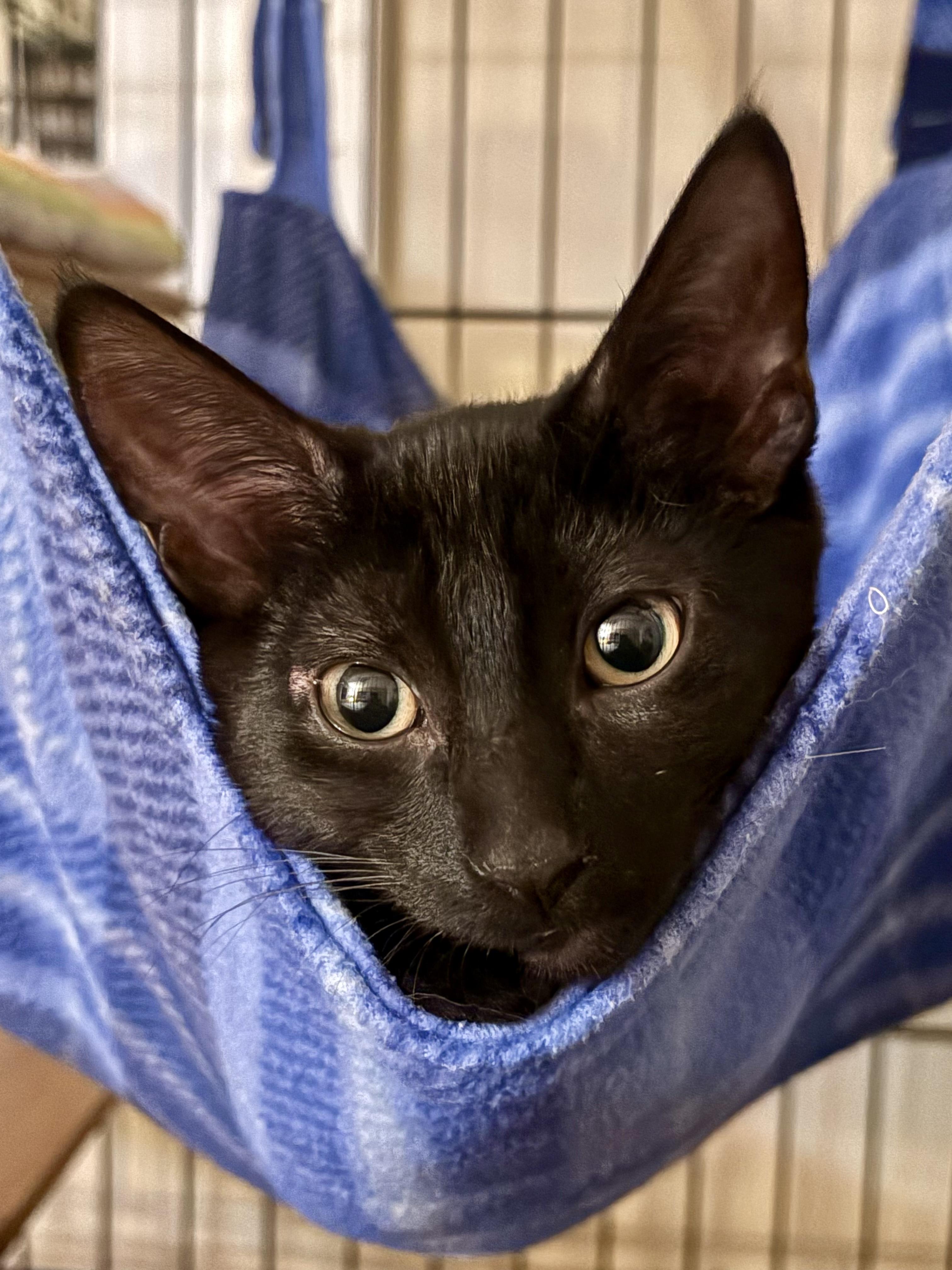 Enlarge Woody, a Adoptable mixed breed in Red Bank, NJ image 3/3
