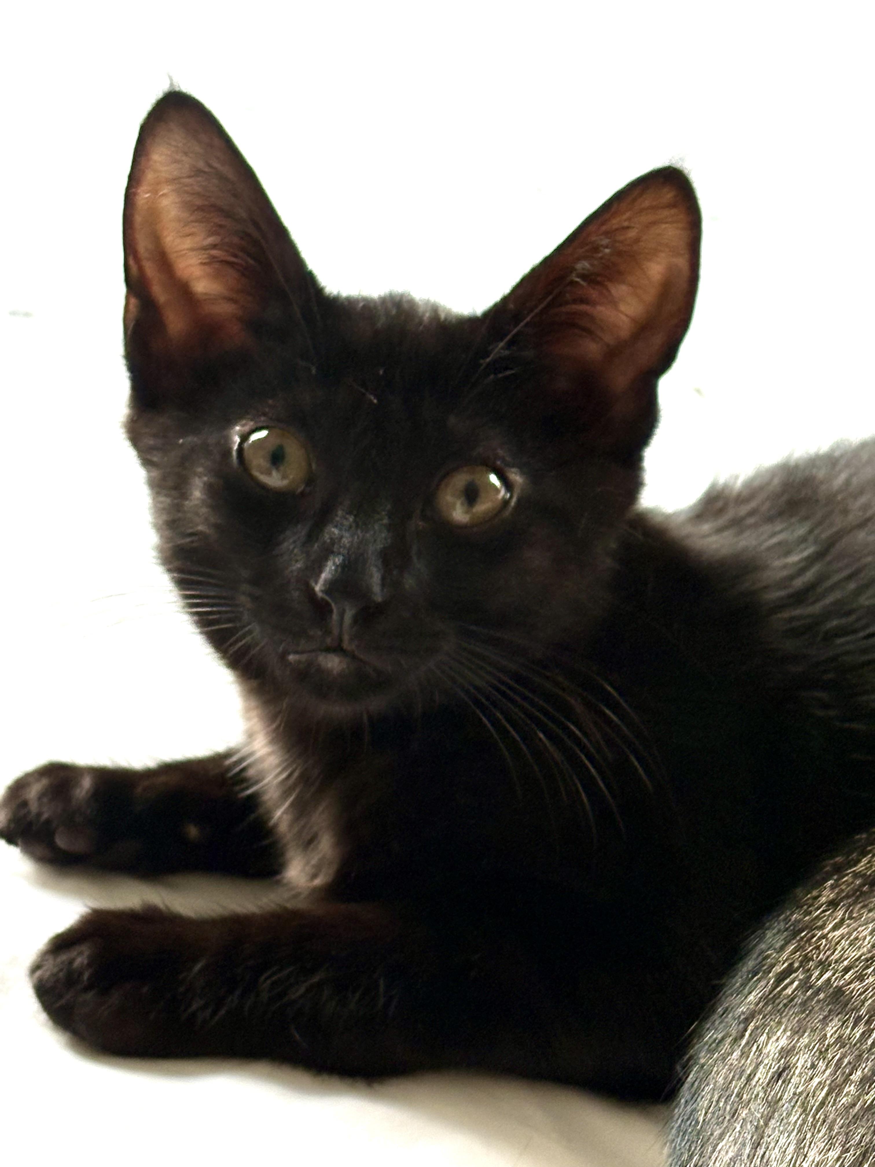 Enlarge Woody, a Adoptable mixed breed in Red Bank, NJ image 2/3