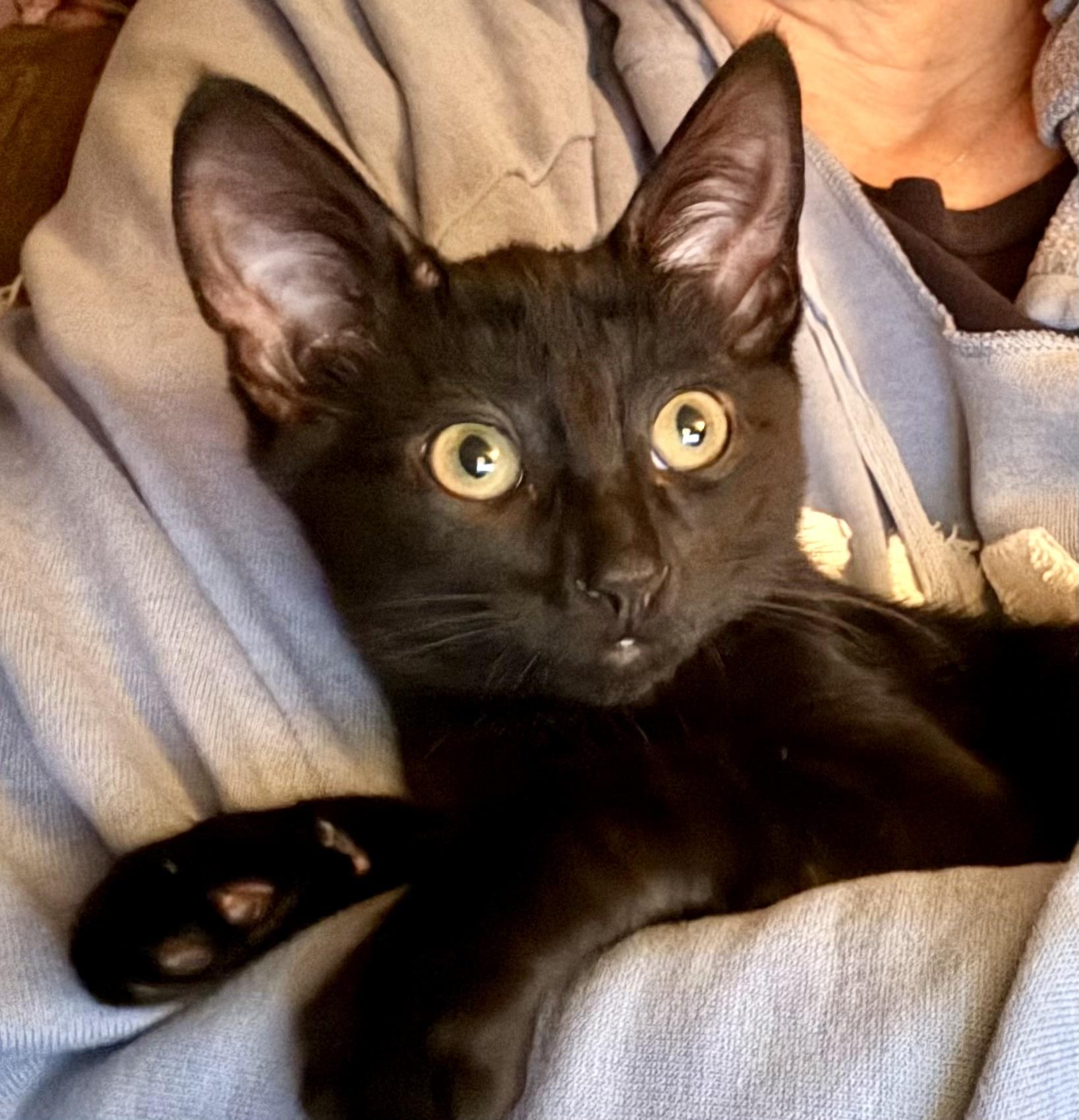 Woody, Adoptable, Kitten Male Domestic Short Hair.