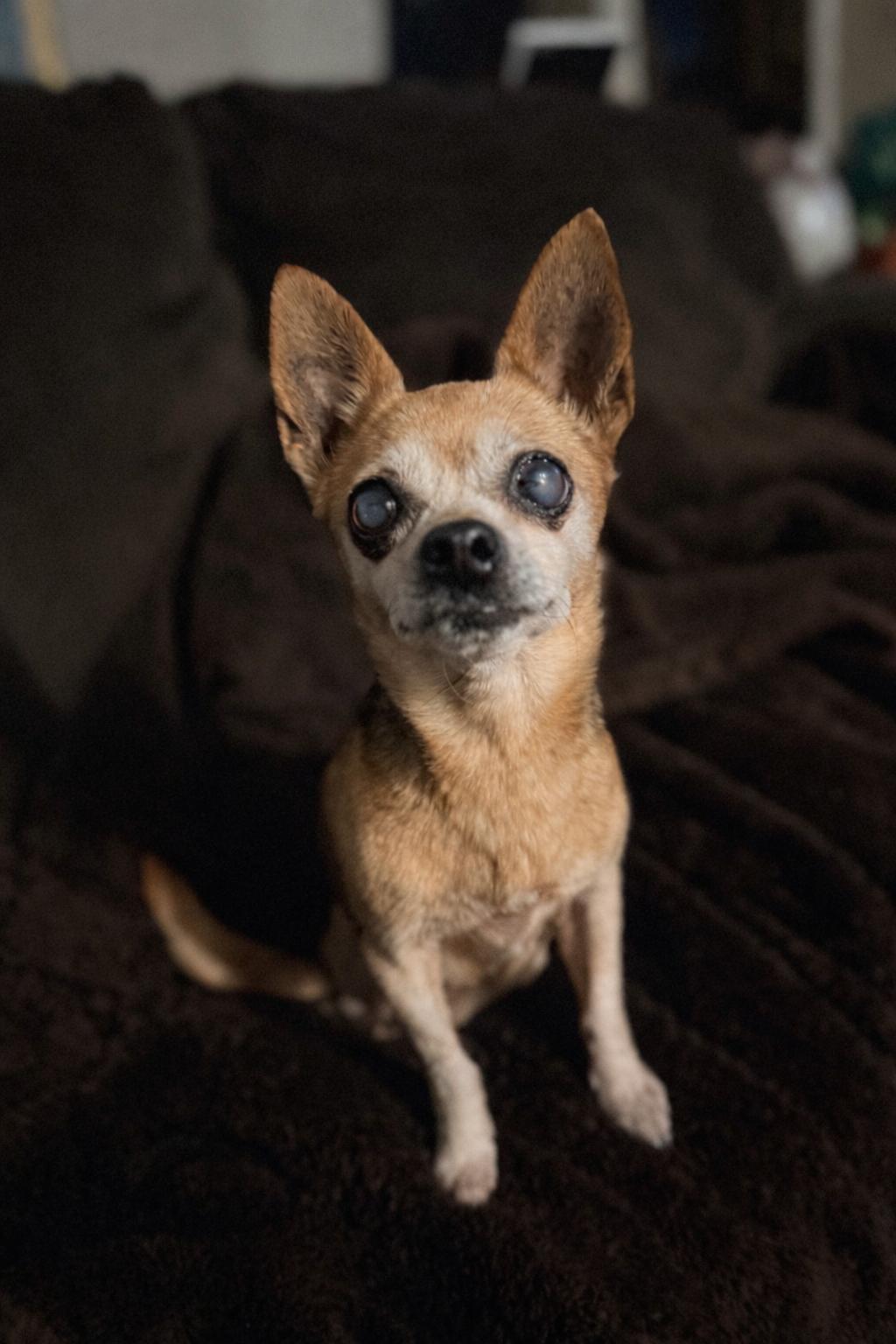 Mabel, a Adoptable Chihuahua in Rowlett, TX image 4/6