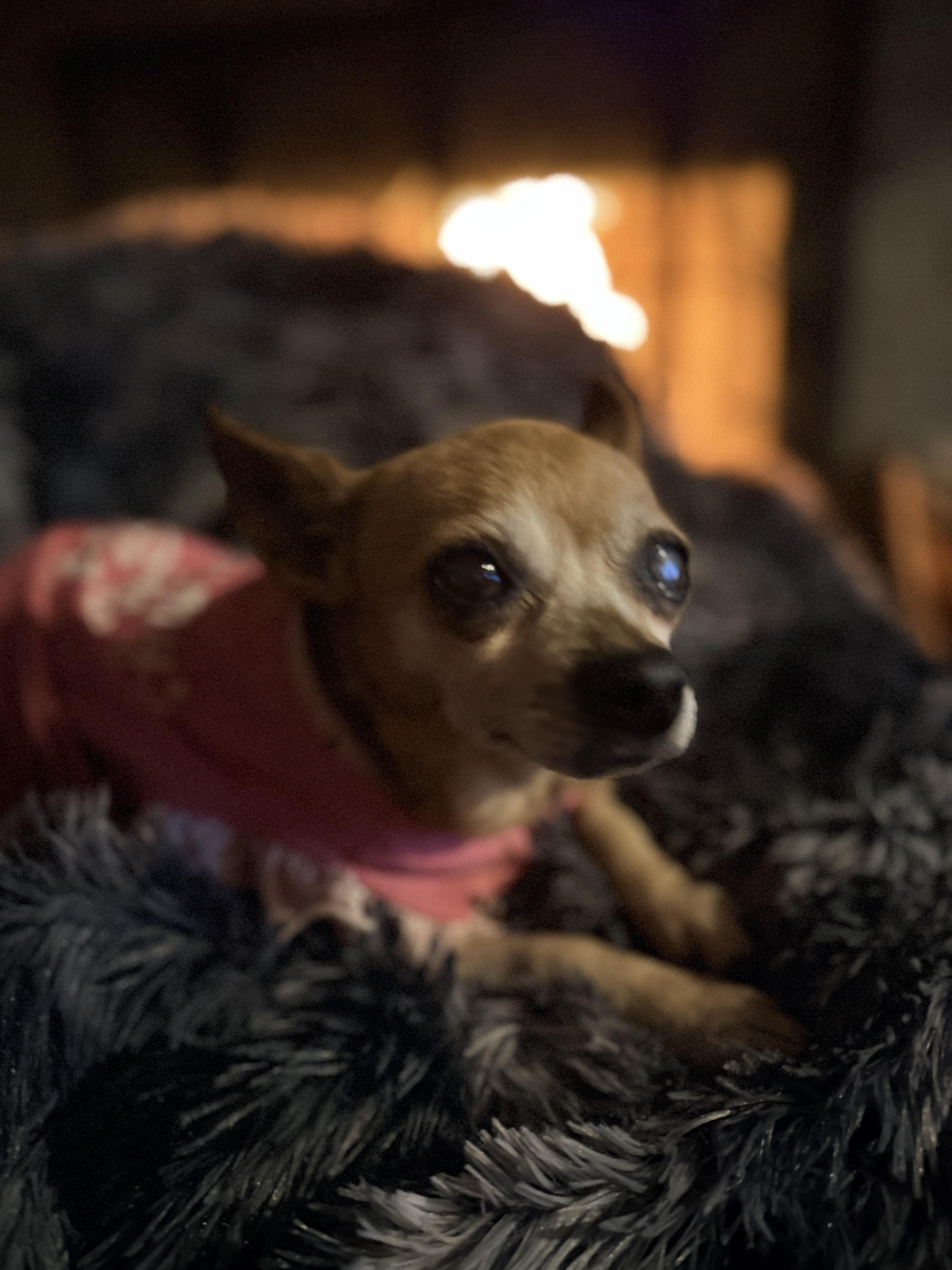 Mabel, a Adoptable Chihuahua in Rowlett, TX image 3/6