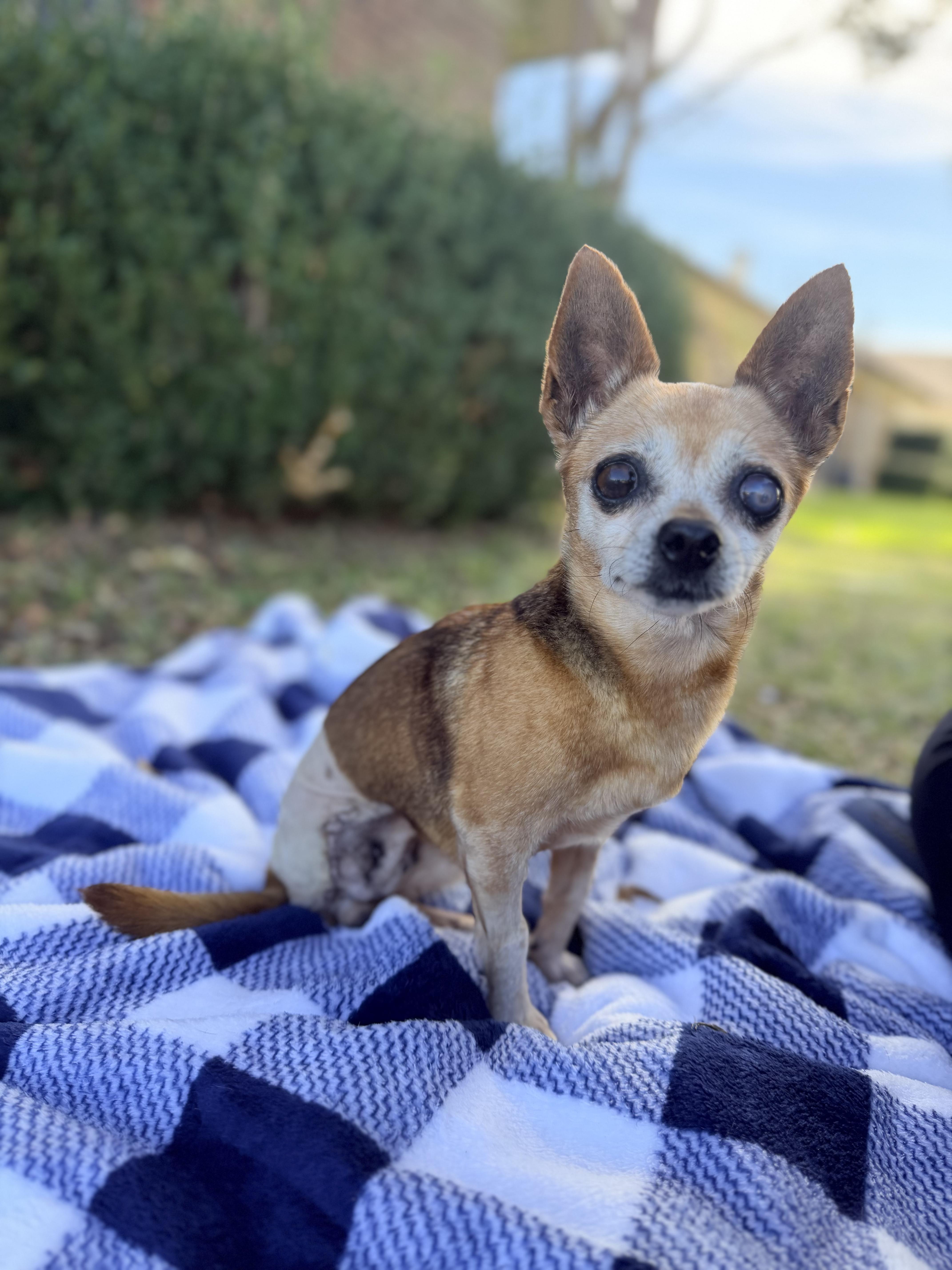 Mabel, a Adoptable Chihuahua in Rowlett, TX image 2/6