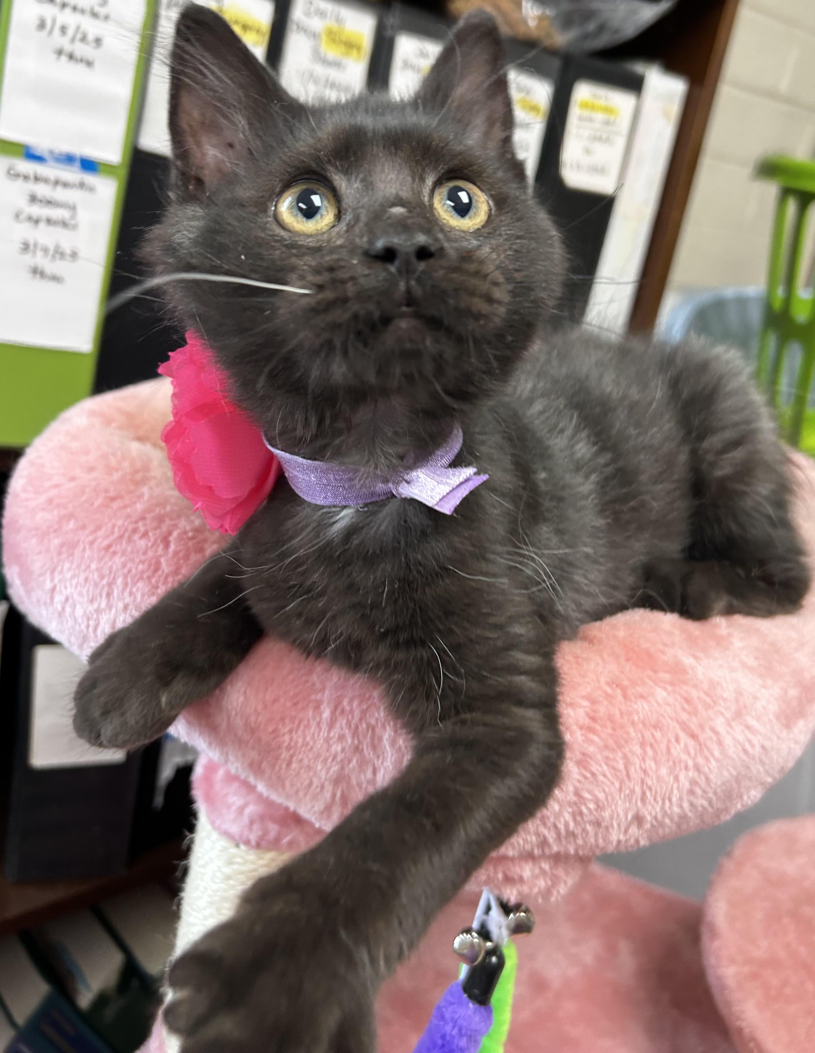 Mage, Baby Female Domestic Medium Hair