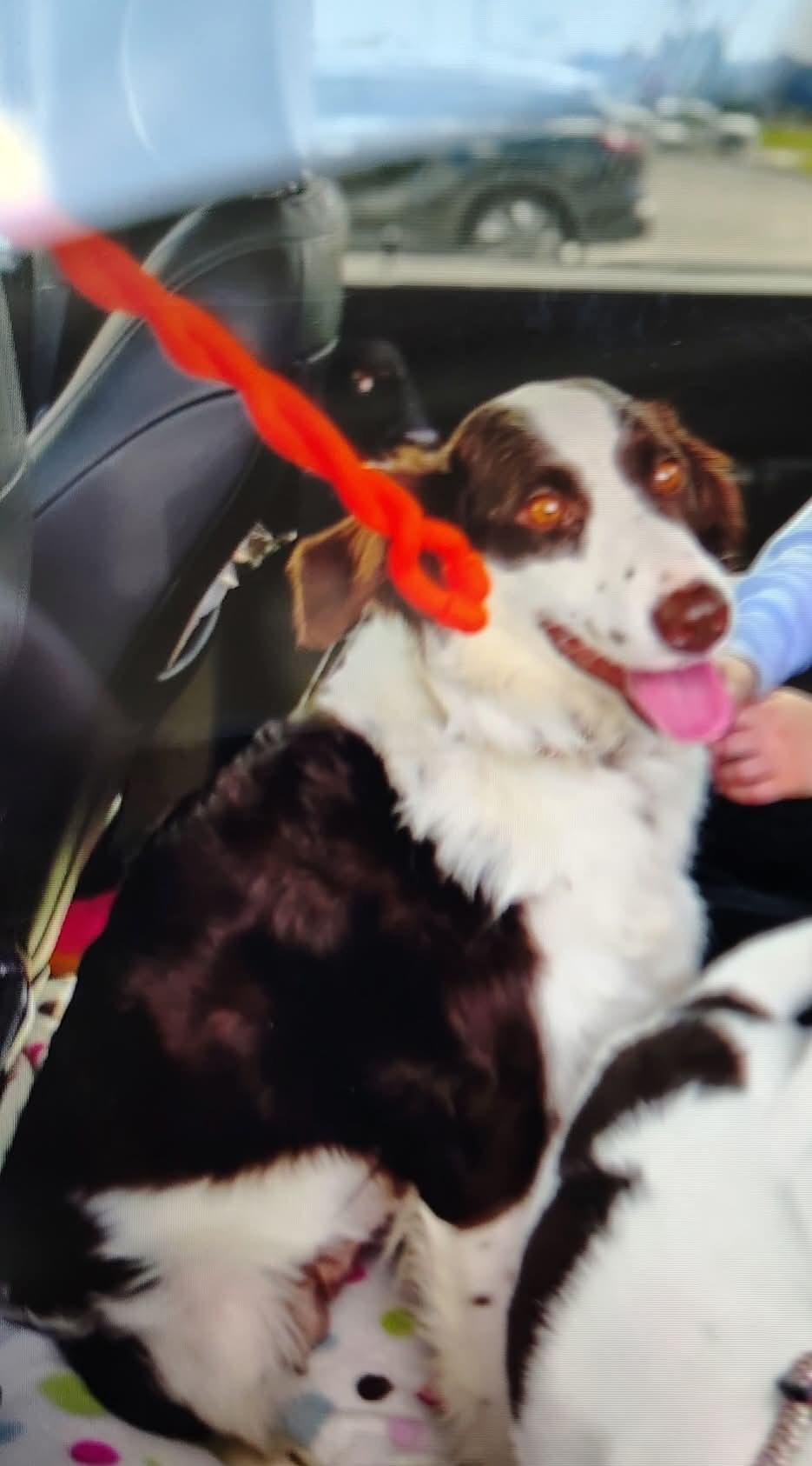 Charlie, adopted, Adult Female Border Collie.