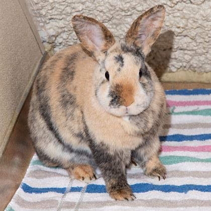 Smudge, Adoptable, Senior Male New Zealand & New Zealand.