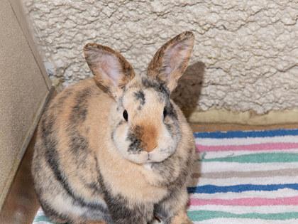 Enlarge Smudge, a Adoptable mixed breed in Longmont, CO image 2/2