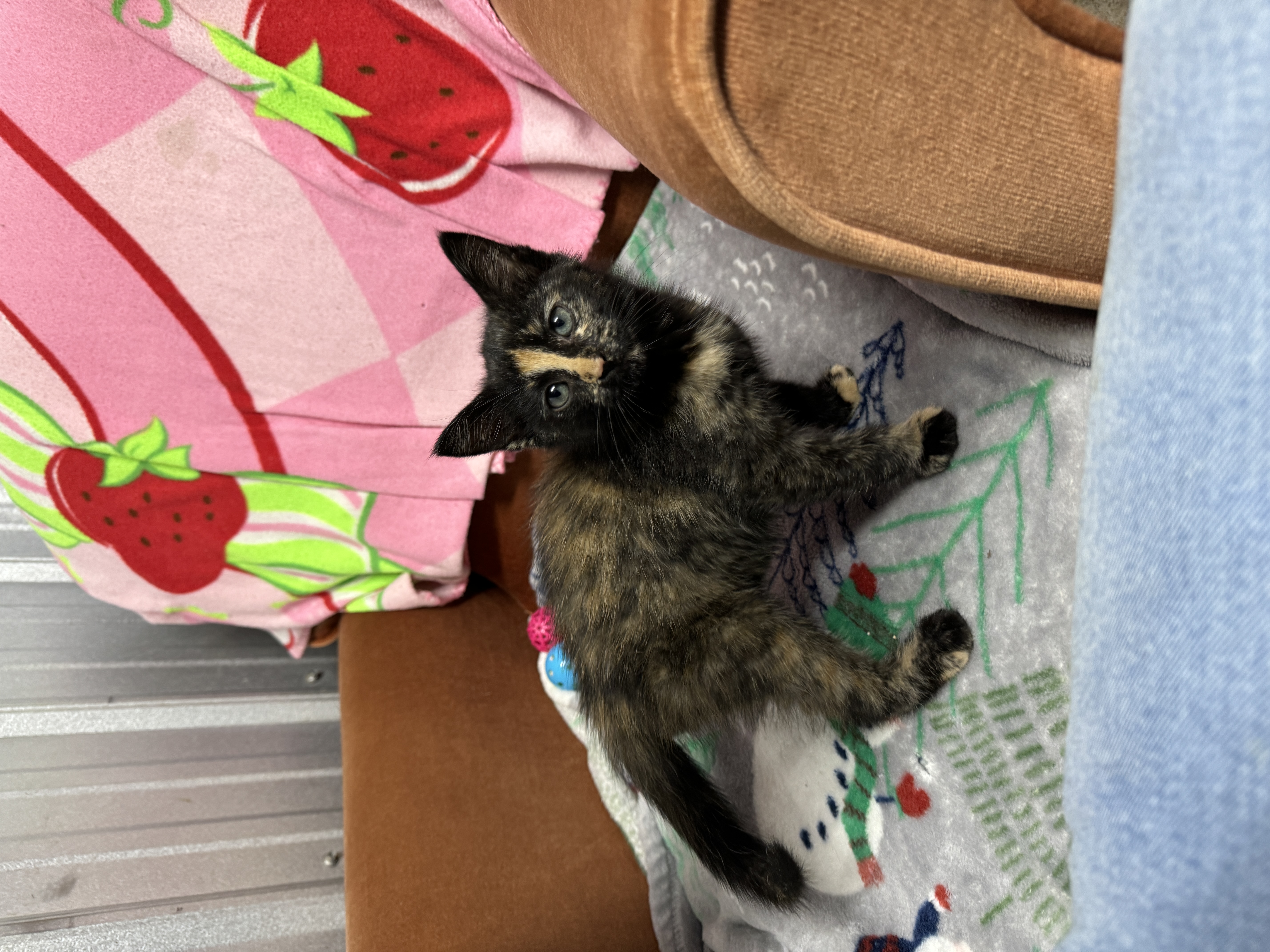 Cat for adoption Charlotte, a Domestic Medium Hair in Bedminster, NJ