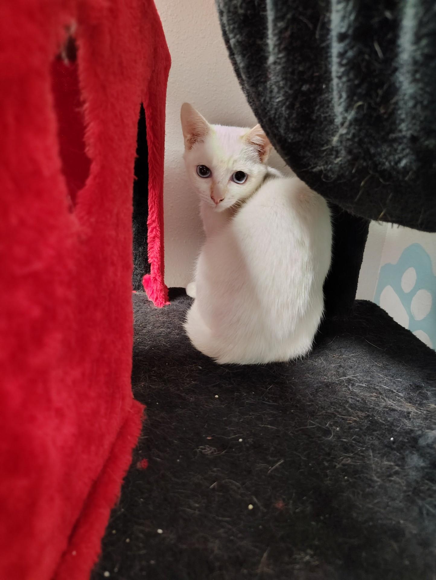 Enlarge Marie, a Adoptable Domestic Short Hair in Huntsville , TX image 1/1