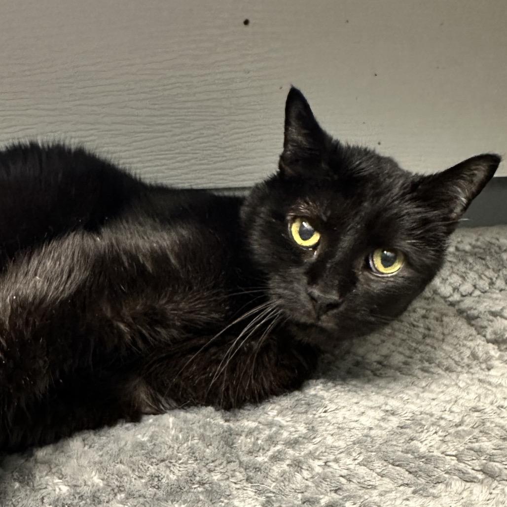 Marrow Q6, Adoptable, Senior Male Domestic Short Hair.