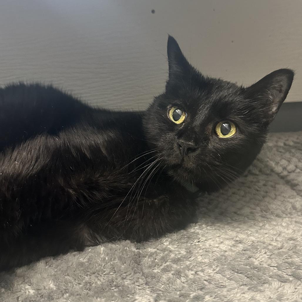 Enlarge Marrow Q6, a Adoptable Domestic Short Hair in Union, MO image 2/4