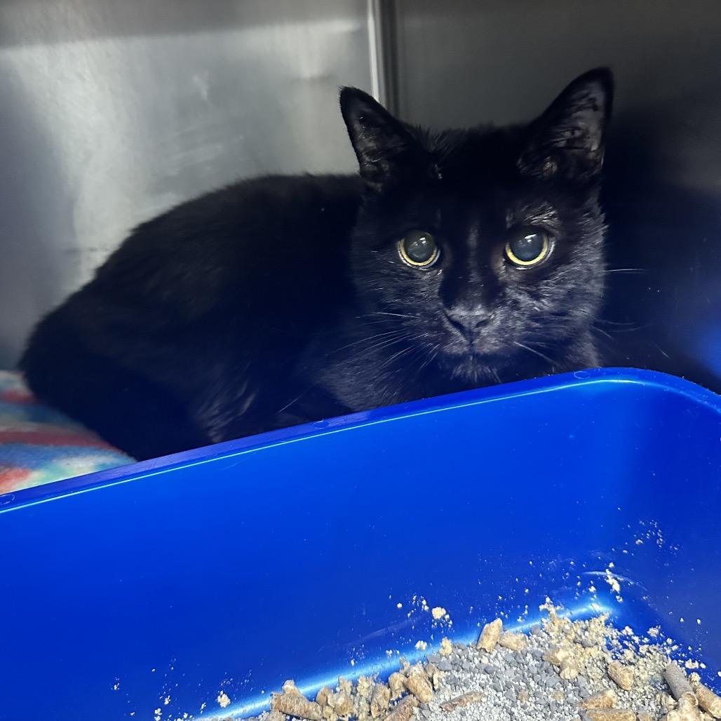 Enlarge Marrow Q6, a Adoptable Domestic Short Hair in Union, MO image 3/4