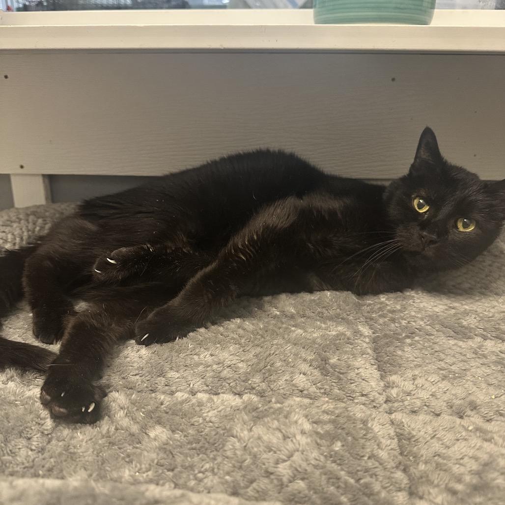 Enlarge Marrow Q6, a Adoptable Domestic Short Hair in Union, MO image 4/4