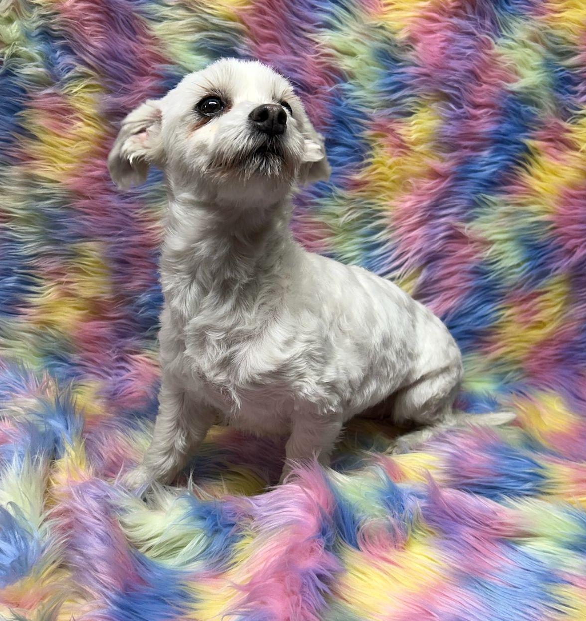 Enlarge LILLY (ohiosdrescue@gmail.com), a other Maltese in Elyria, OH image 3/3