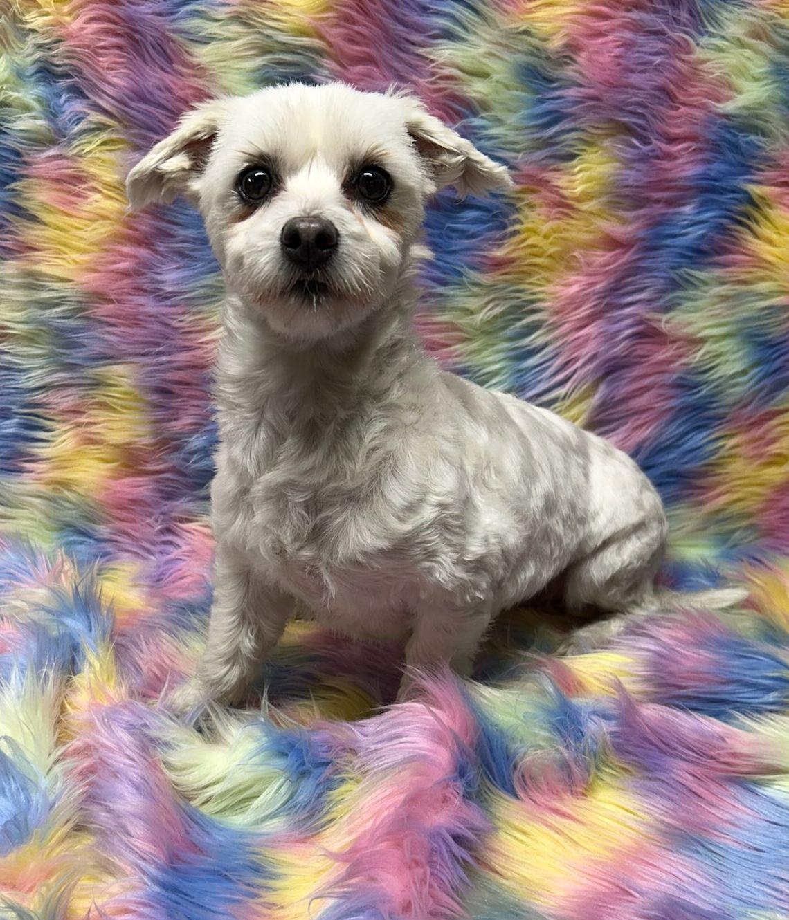 LILLY (ohiosdrescue@gmail.com), ADOPTABLE, Adult Female Maltese.