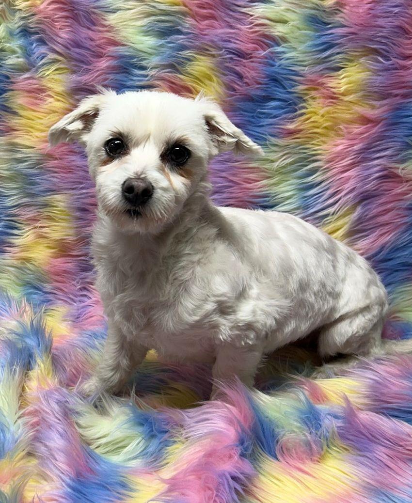 Enlarge LILLY (ohiosdrescue@gmail.com), a other Maltese in Elyria, OH image 2/3